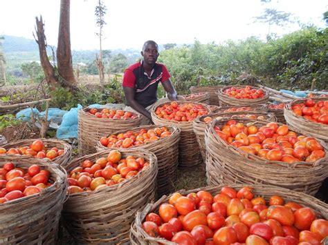  New Trends in Nigerian Agriculture: Harvesting Success Through Innovation and Sustainability!